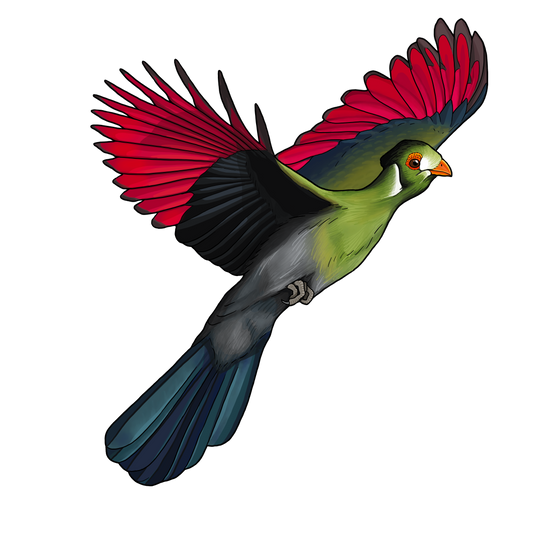 Ethiopia Asikana