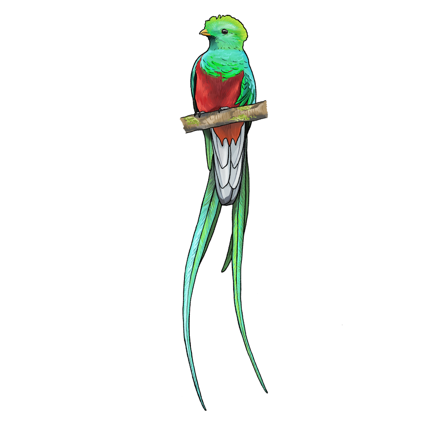 Resplendent Quetzal